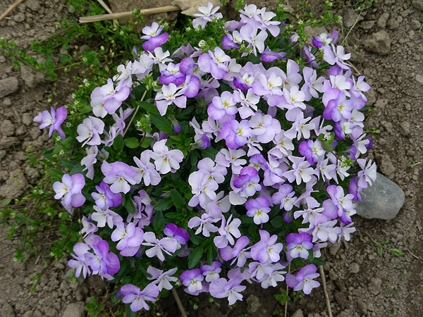 pansy in flower